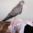 сокол в Актау