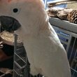 Baby parrots,macaws,cockatoos в Каратау